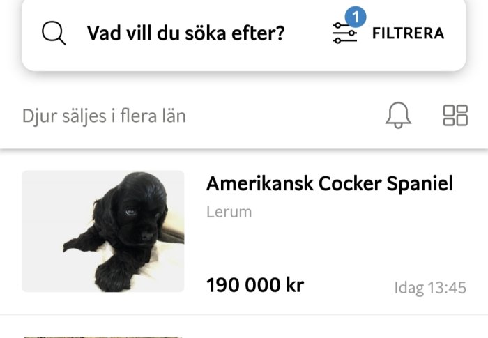 Svart amerikansk cocker spaniel valp visas i annons med priset 190 000 kr.