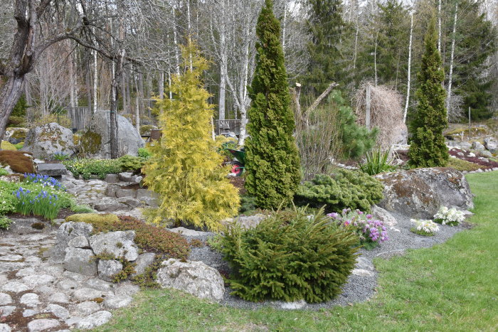 En vårlig trädgård som börjar grönska, med stenparti, blommande lökar och olika barrväxter.