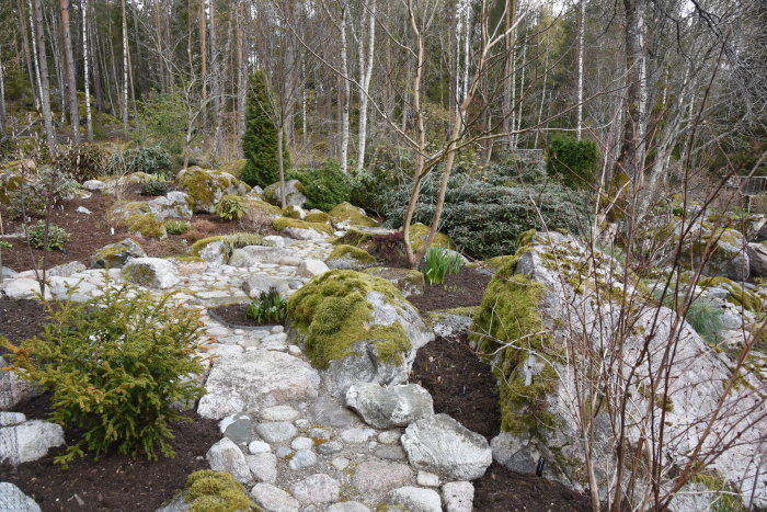 Trädgård i vårens början med stenparti, mossa och spirande växter mot en skogsbakgrund.