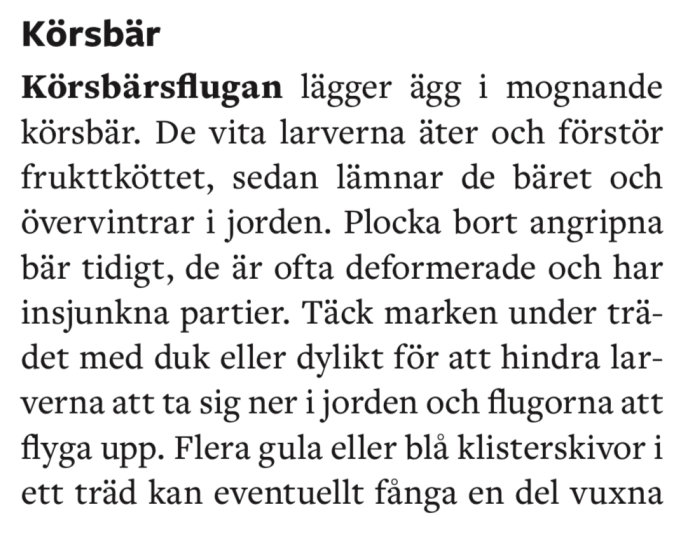 Text från diskussionsforum om bekämpning av körsbärsflugan och skador på körsbär.