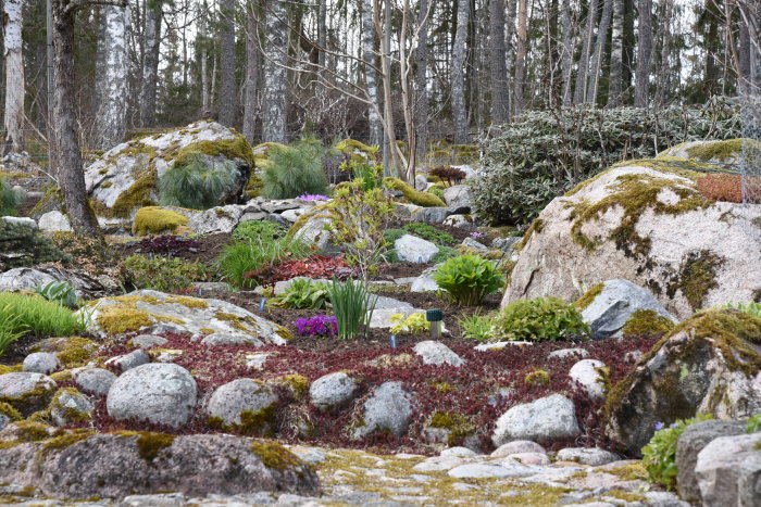 En frodig trädgård med mossbeklädda stenar, vårliga blommor och gröna växter, med en skog i bakgrunden.