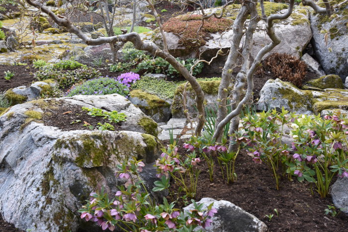 Blommande vårträdgård med stenar, mossa och lila blommor bland grenar och grönskande växter.