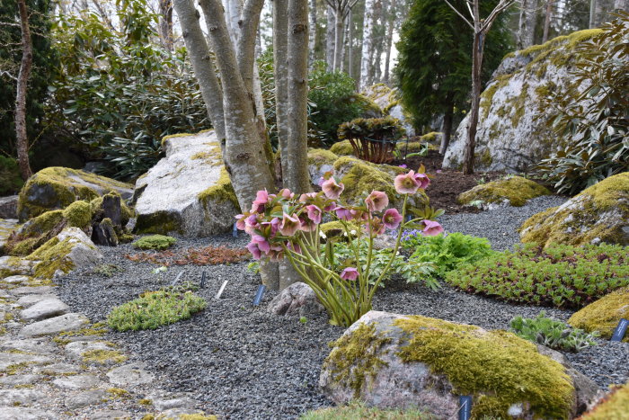 Trädgård med stenar täckta av mossa, grusgång och rosa blommor, början på grönska.