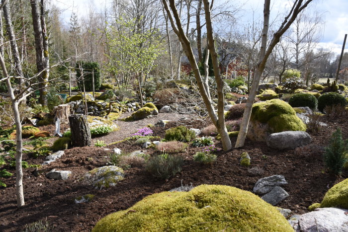 Trädgård efter vårstädning med mossbeklädda stenar, blommande växter och nakna träd.