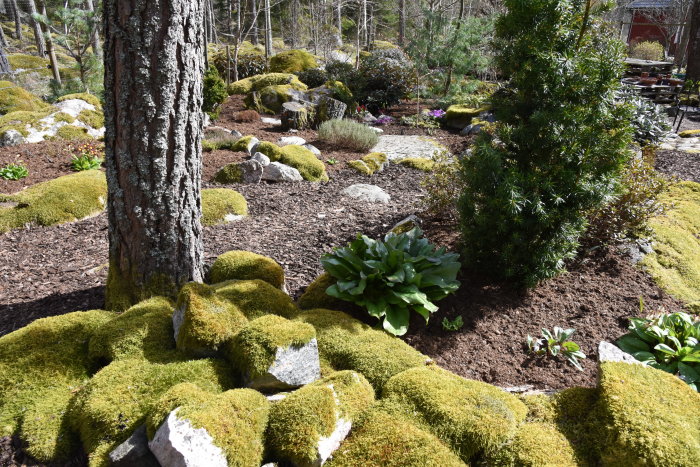 Trädgårdslandskap med mossbeklädda stenar, vårlökar och barrväxter i solljus.