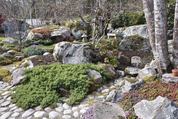 En vårlig trädgård med stenstigar och blandning av gröna buskar och blomstrande växter bland stora stenblock.