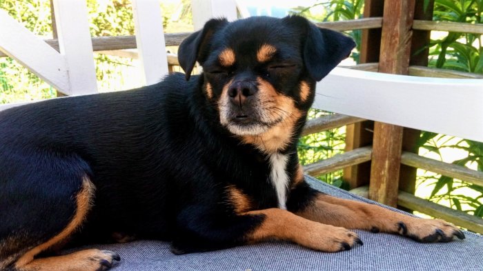 Black and tan blandrashund som ligger med slutna ögon på en grå dyna, med trästaket i bakgrunden.