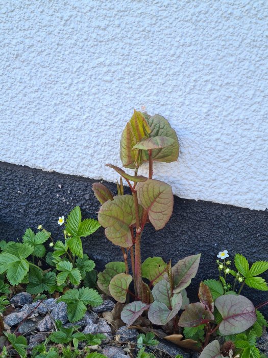 Växande misstänkt parkslide vid husfasad med gröna och röda blad samt omkringliggande gräs och blommor.