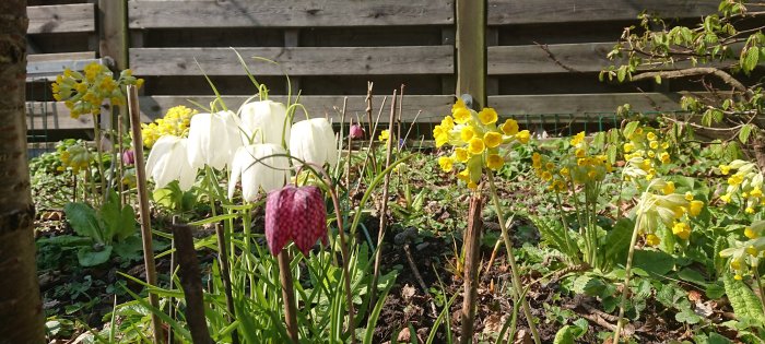 Blomstrande lund med kungsängsliljor, träpinnar och andra vårblommor mot en träspaljé.