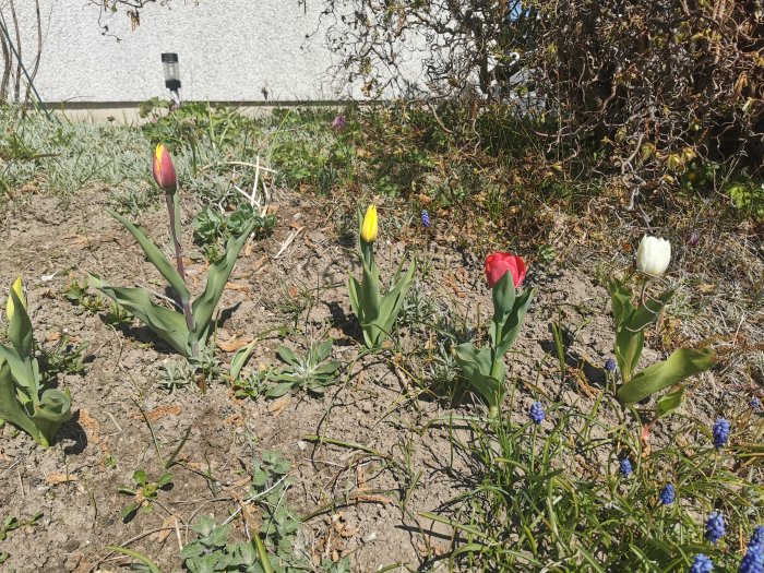 Olika färgade tulpaner börjar blomma i en trädgård med spridd vegetation och en vit vägg i bakgrunden.