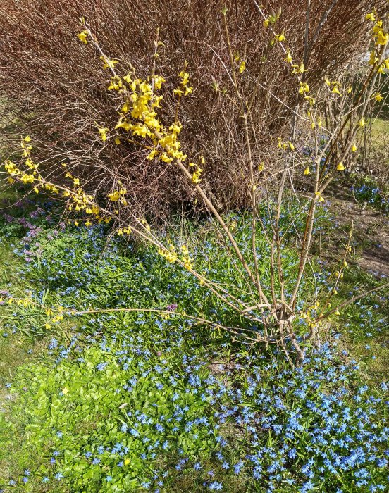 En blommande buske med gula blommor framför brun lövfällande växtlighet med blå blommor på marken.