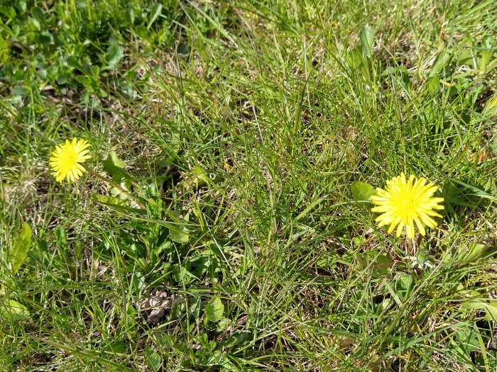 Gult maskrosor som blommar i en grönskande gräsmatta.