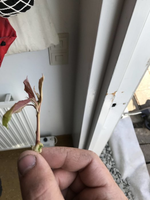 Hand håller en ung planta med röda och gröna blad inomhus intill ett fönster.