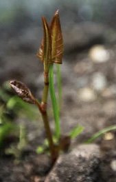 Ung planta med upprätt, delvis utfällda, brungröna blad med taggig kant som gror från jord.