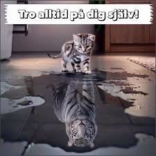 Kattunge ser sin spegelbild som en tiger i en vattenpöl inomhus, text "Tro alltid på dig själv!