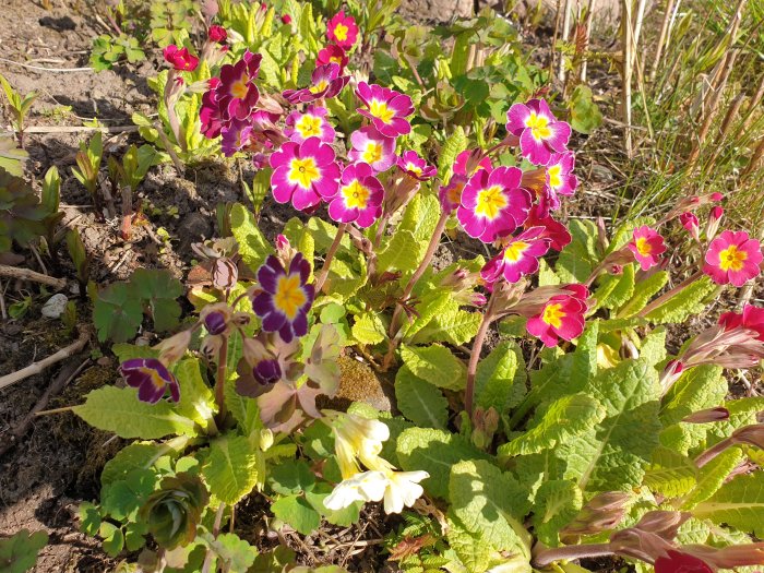 Färgbild av blomstrande primulor i nyanser av rött och gult med några vita blommor.