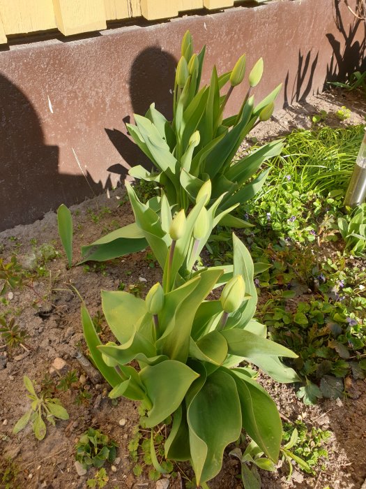 Tulpaner i knopp nära att blomma, planterade nära en staketvägg med gräs och småväxter i bakgrunden.