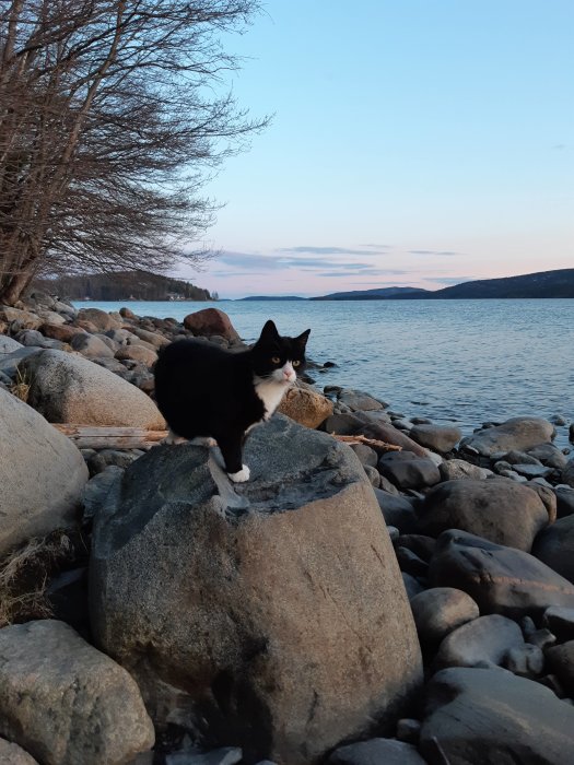 Svartvit katt på en klippa vid strandkanten med vatten och kala träd i bakgrunden vid skymning.