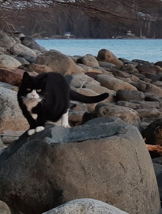 Svartvit katt som sitter på en sten vid strandkanten under kvällen.