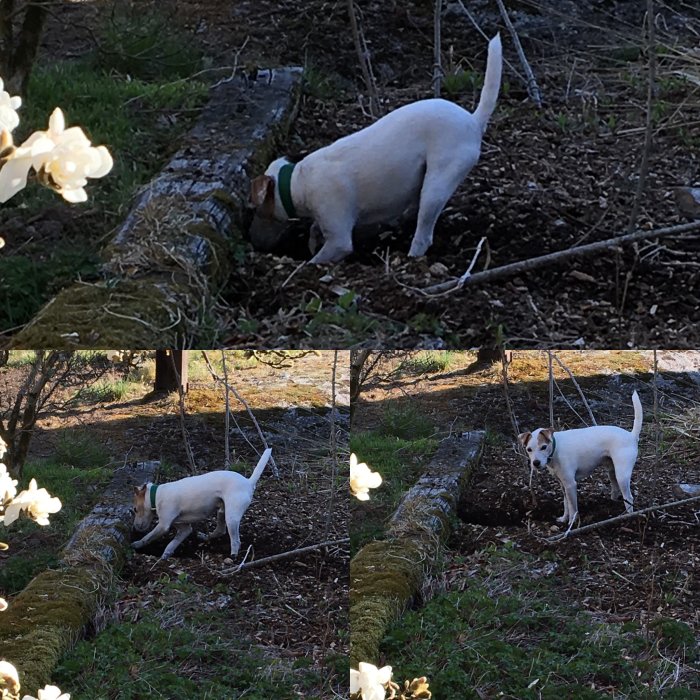 Vit hund undersöker och sniffar i en rabatt bland vårblommor och trädstammar.