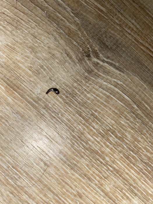 En liten insekt på ett ljust trägolv, sökes identifierad av husägare.