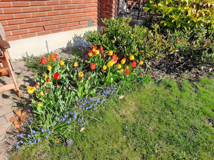 Färgglada tulpaner och blå scilla i full blom framför en tegelvägg och gröna buskar.