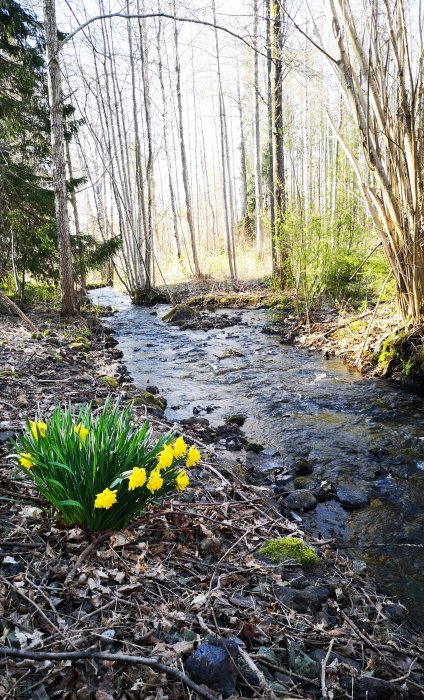 En bukett gula påskliljor vid kanten av en bäck i en skog under en solig morgon.