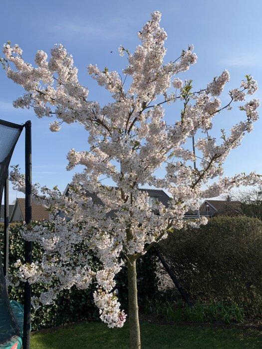 Blommande körsbärsträd i en trädgård med blå himmel i bakgrunden.