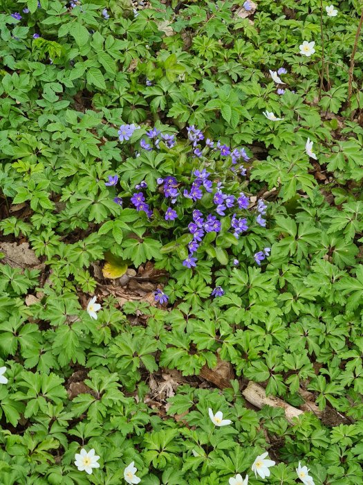 Blå och vita blommor bland gröna växter på skogsmark.