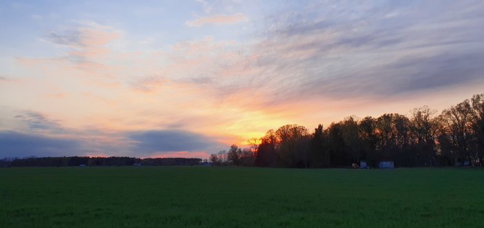 Solnedgång över ett grönt fält med silhuetter av träd och färgstark himmel.