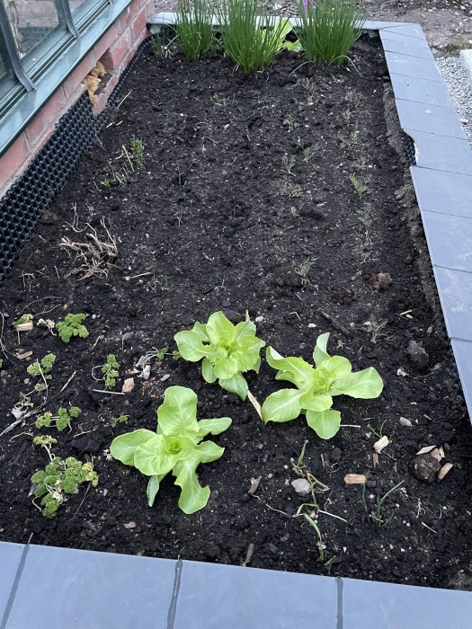 Nyplanterad huvudsallat i jordbädd med gräsplanteringar i bakgrunden och kantsten framtill.