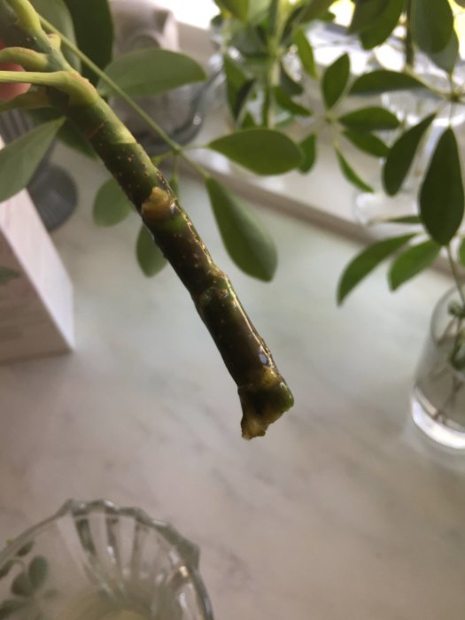 Växtstickling med tecken på röta vid basen, i ett vattenglas, med suddig bakgrund av gröna blad.