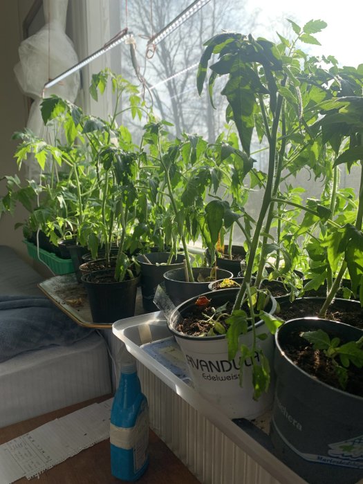 Tomatplantor i krukor på en fönsterbräda i solljus, med en sprayflaska och trädgårdsutrustning.