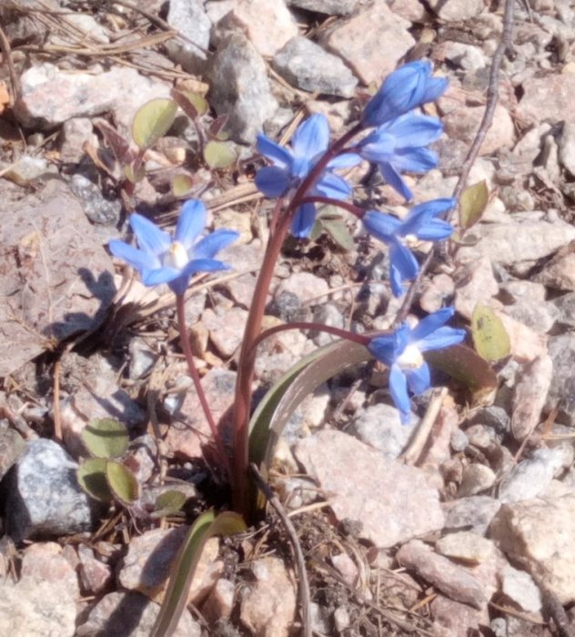 Blue scilla flowers blooming among stones and dry leaves in a garden setting.