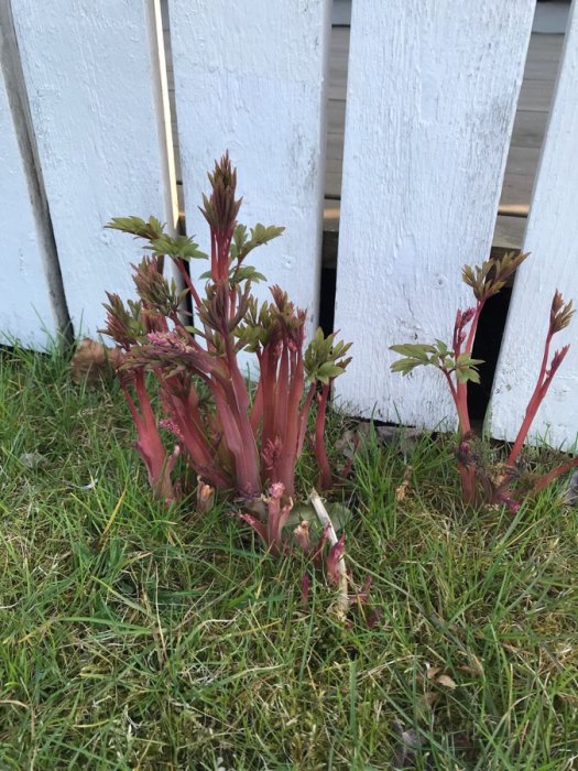 Rödaktiga unga växter vid en vit trästaket, misstänkta för att vara invasiva arter.