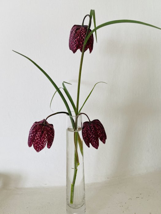 Kungsängslilja med lila och svarta mönstrade blommor i en glasvas mot vit bakgrund.