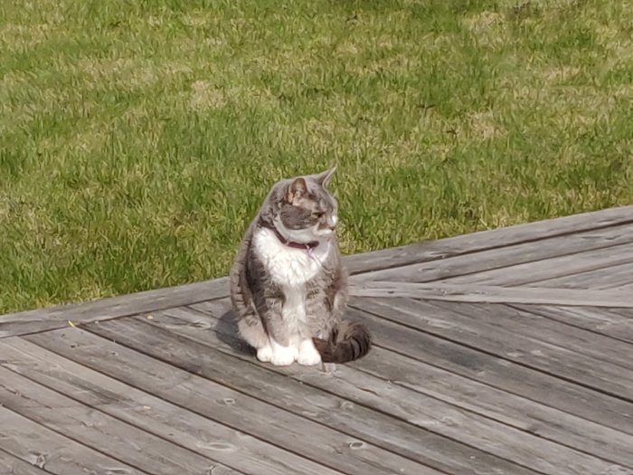 En katt sitter på en ooljad träaltan med gräsmatta i bakgrunden.