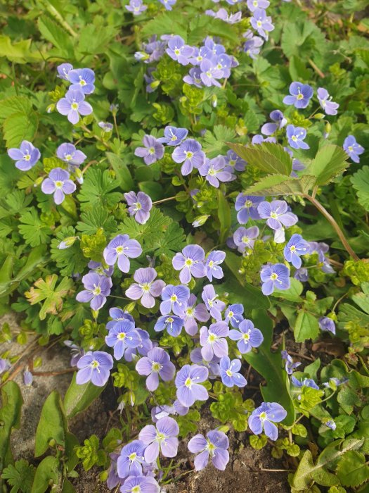 Ljust blåa mormors glasögon-blommor i full blom omgivna av gröna blad och jord.