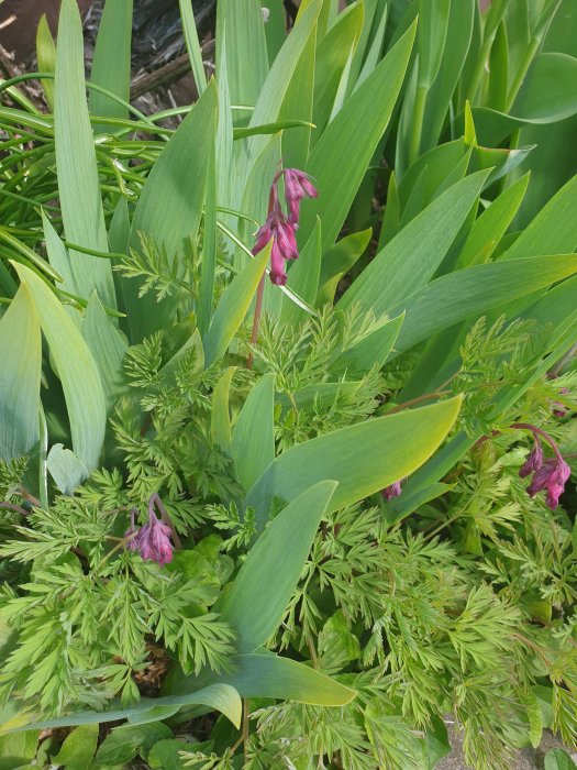 Blommande fänrikshjärtan omgivna av gröna löv och växtlighet i en trädgård.