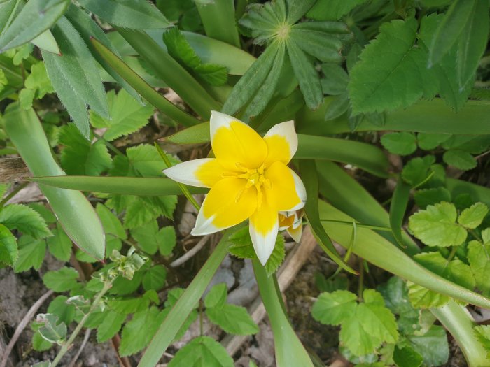 En blommande gul vildtulpan omgiven av gröna blad och vegetation i en trädgård.