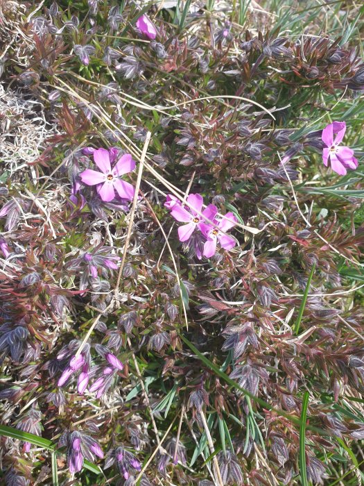 Flera lila blommor av vildtulpan eller liknande växer bland gräset.