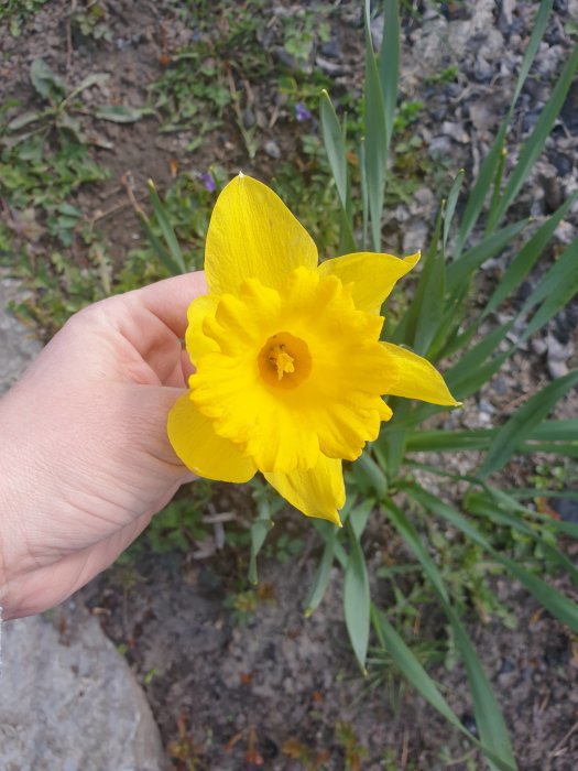 Närbild av en hand som håller en blommande påsklilja med gul kronblad och trumpetliknande mitt, utomhus.