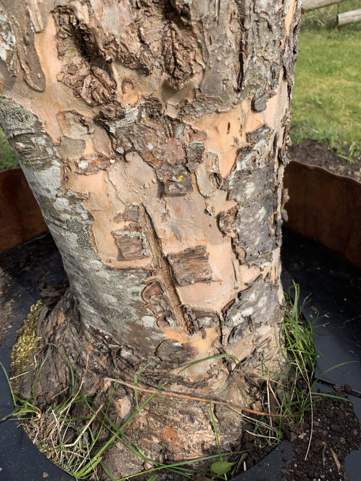 Delvis avskalad och skadad trädstam med synliga märken och fläckar på barken, omgiven av gräs.
