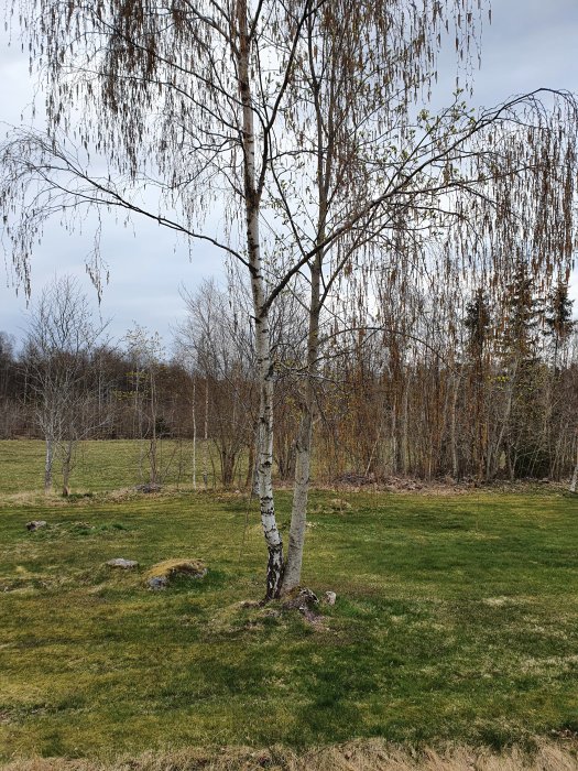 En björk i en grön gräsmatta med barrskog i bakgrunden under en mulen himmel.