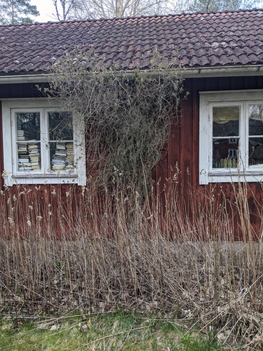 Övervuxen kaprifol på husvägg med tjock stam och blad endast i toppen.