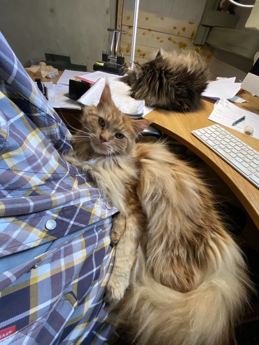 En orange långhårig katt som ligger på en persons ben vid ett skrivbord med papper och en annan katt i bakgrunden.