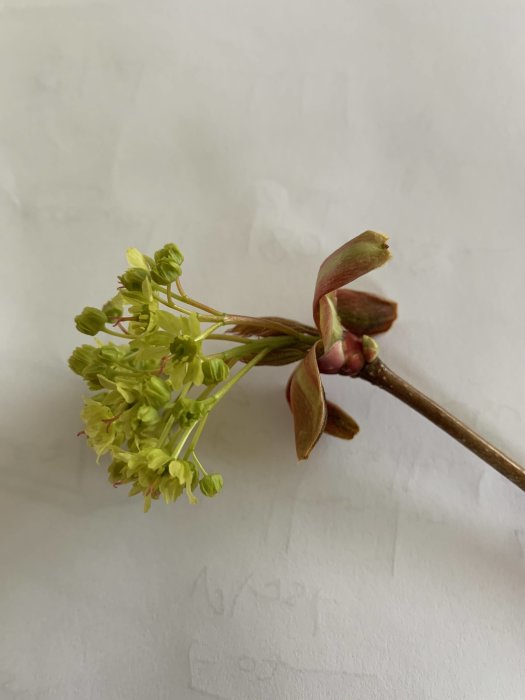 Kvist med gröna blommor och röda bladknoppar på vit bakgrund, möjlig identifiering av träd.