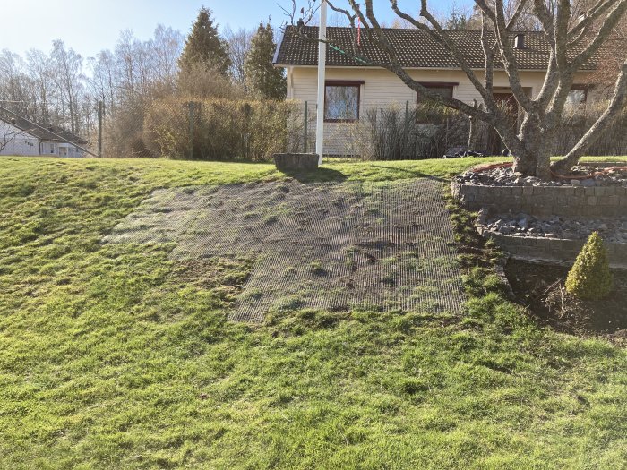Nyutsått gräs i en sluttning med armeringsnät och hus i bakgrunden.