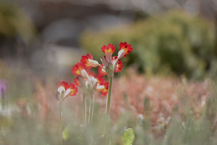 Röda och vita blommor i fokus med suddig bakgrund av en trädgård.