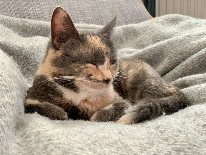 En sovande flerfärgad katt ligger bekvämt inbäddad i en grå filt.